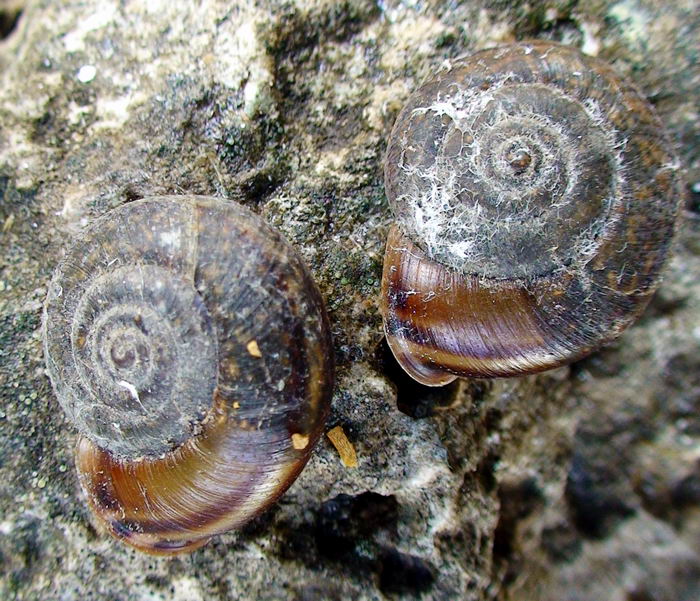 Chilostoma (Campylaea) planospira var. Neapolitana,Paulucci